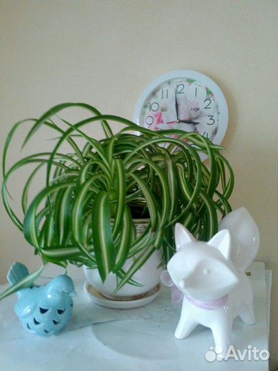 Хлорофитум хохлатый кудрявый Бонни