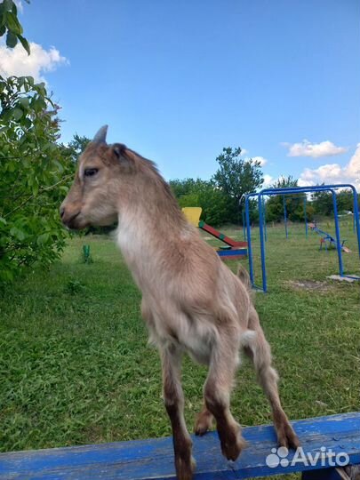Козлята ламанча,бараны