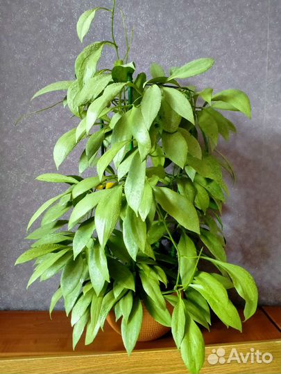 Хойя Nicholsoniae 