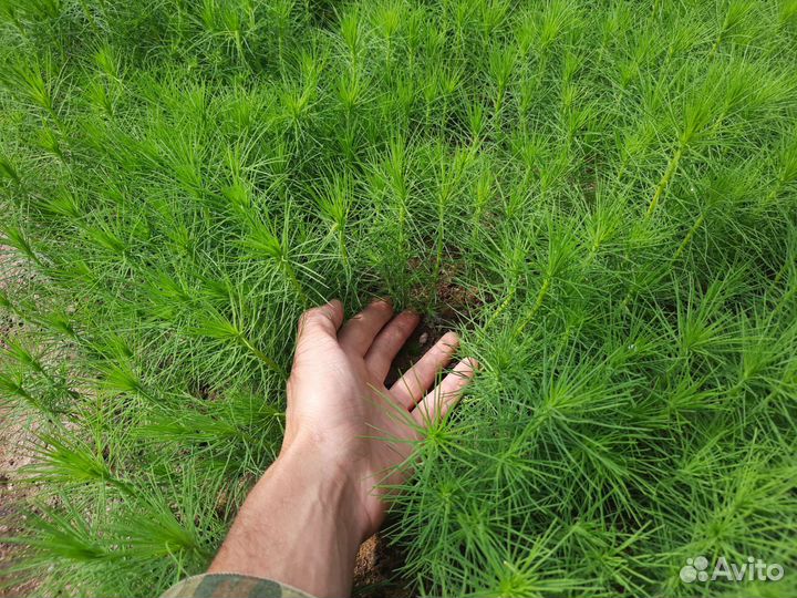 Саженцы сосны