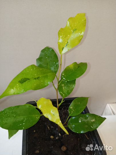 Фикусы сортовые