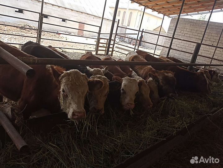 Телята бычки