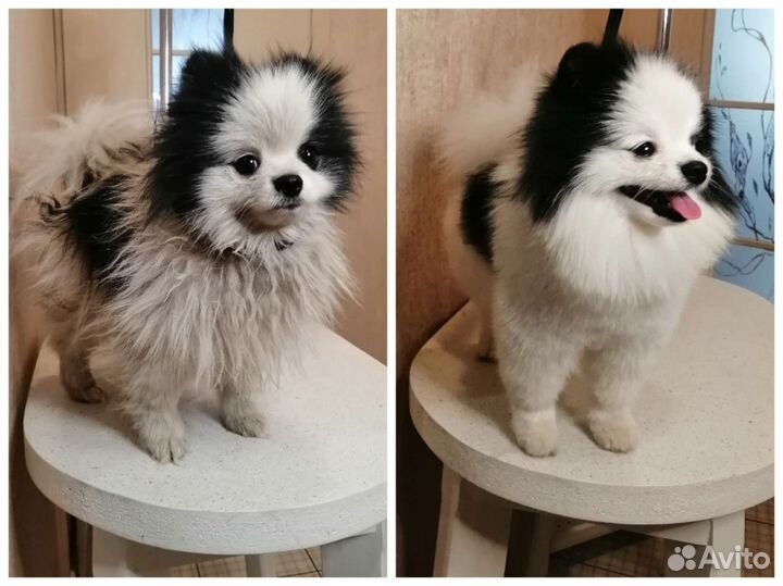 Стрижка и тримминг собак