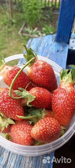 Продам усы клубники Купчиха, Елизавета,Фестивальн