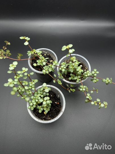 Пилея глаукофилла сизая