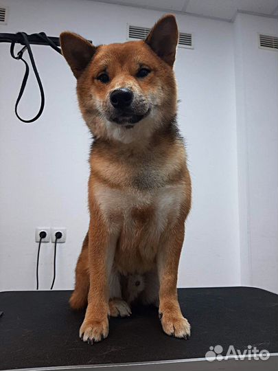 Грумер / Груминг