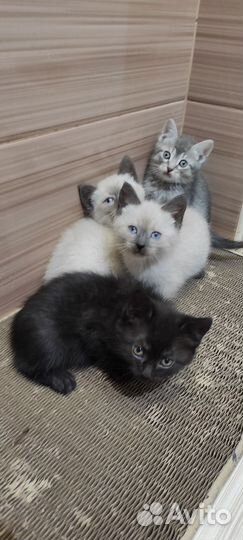 Котята 2 месяца