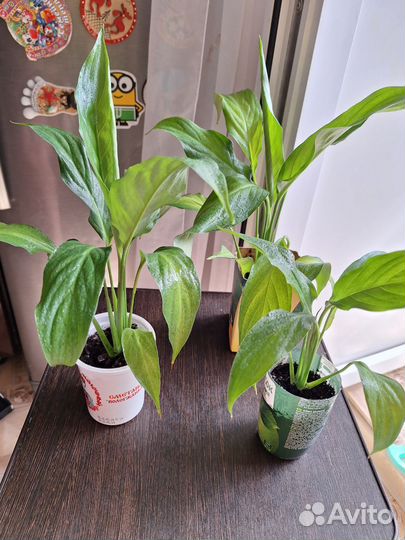 Спатифиллум