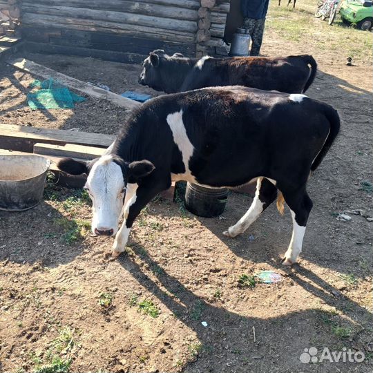 Телочки. Возраст 1,9