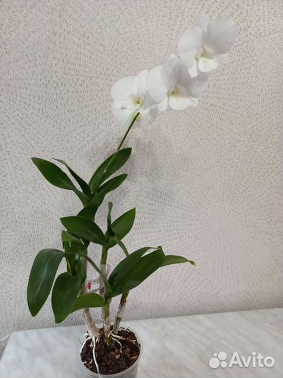 Орхидея дендрофаленопсис
