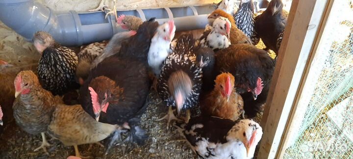 Молодые петухи