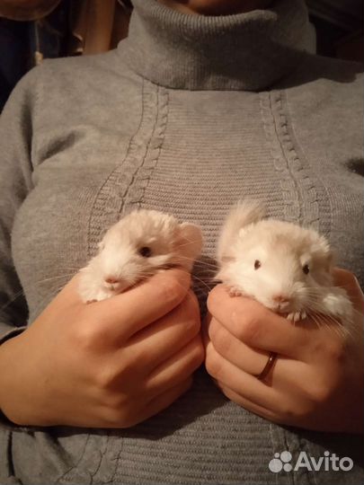 Шиншилла мальчики Бело-розовый эбони