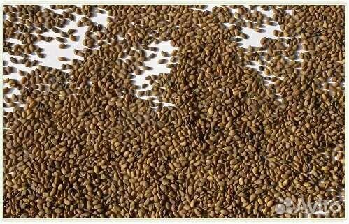 Семена Люцерна