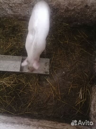 Поросенок ландрас