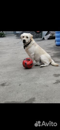 Вязка лабрадор