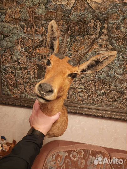 Чучело головы оленя