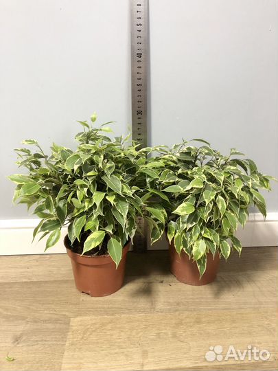 Фикус Бенджамина Кинки