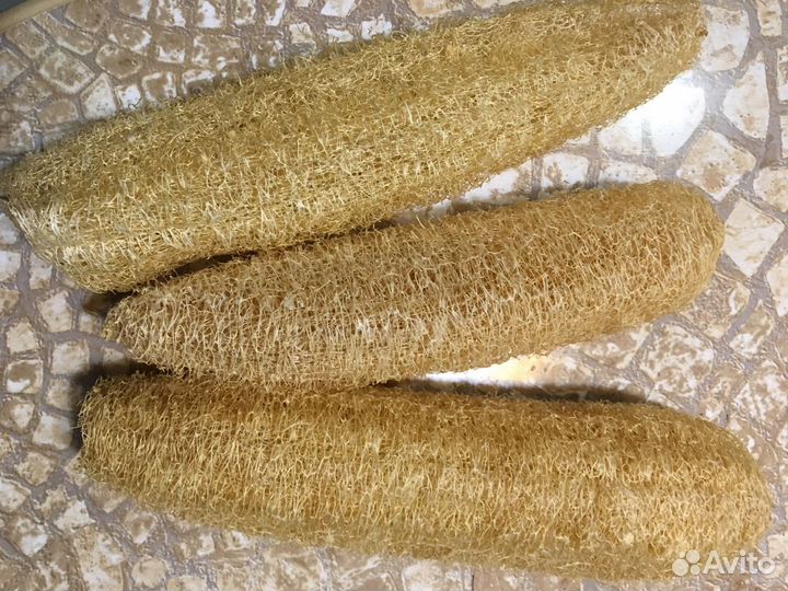 Тыква кубышка лагенария, люффа