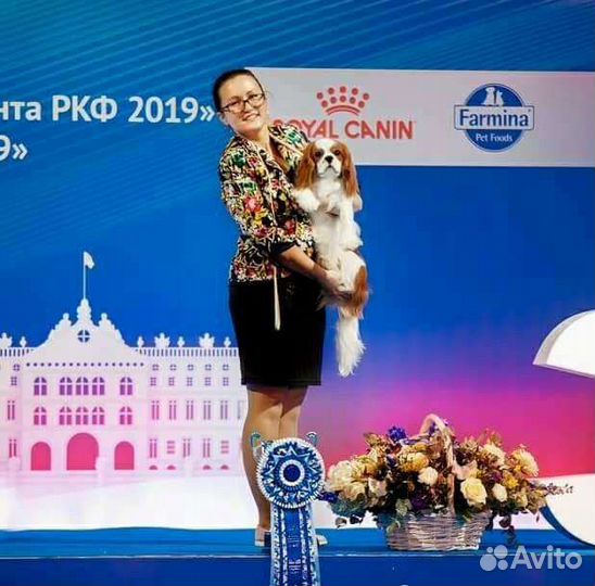 Хендлер, подготовка собак к выставке