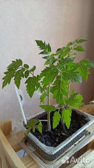 Рассада томата Черри шоколад