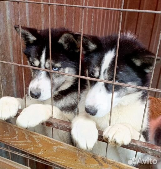 Щенки хаски