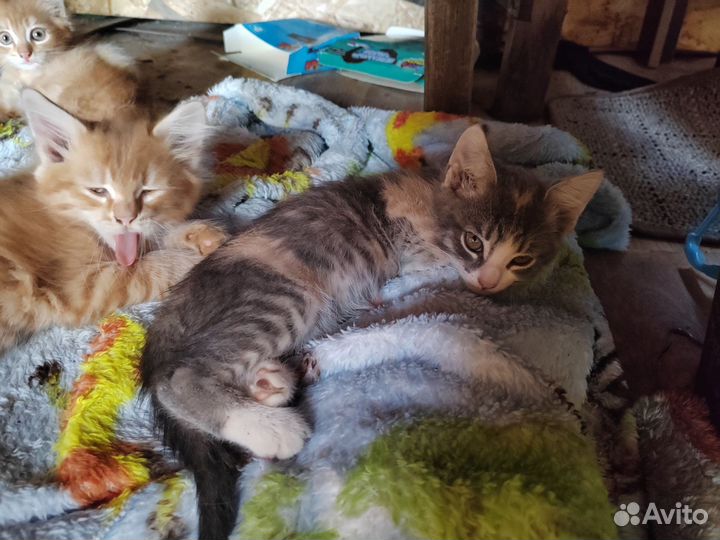 Котята в добрые руки