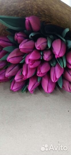 Луковицы тюльпана после выгонки