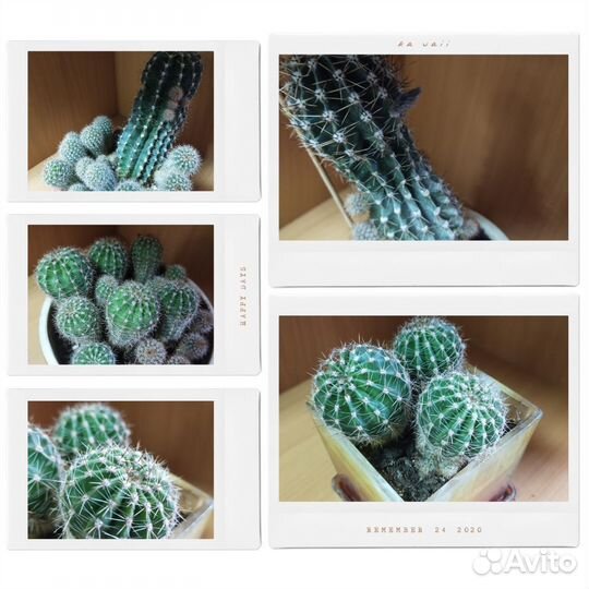 Горшок с кактусами 10р