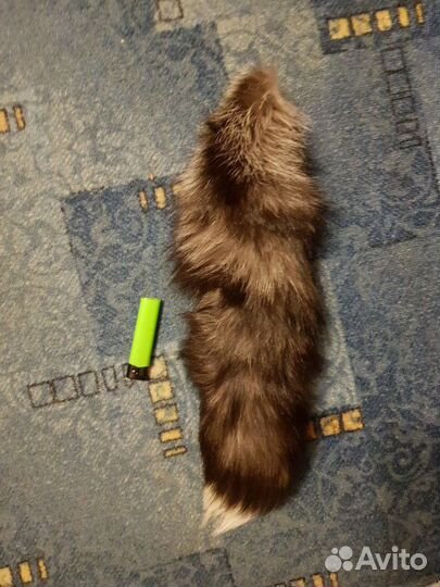 Хвост чернобурки