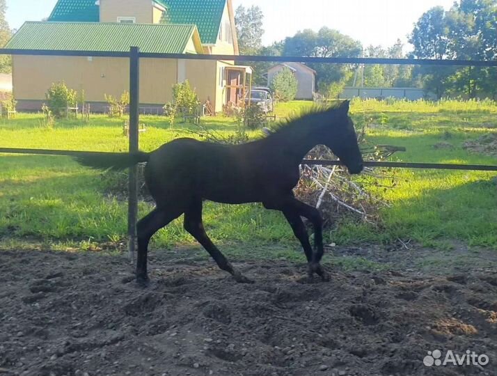 Лошади,чк,увп