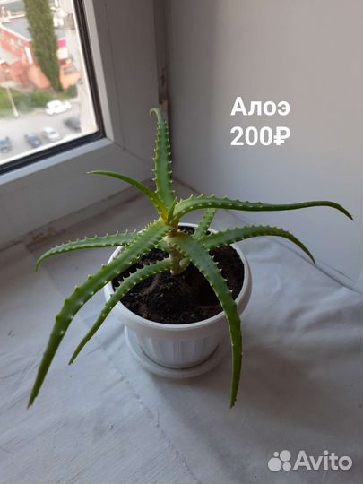 Золотой ус, алоэ