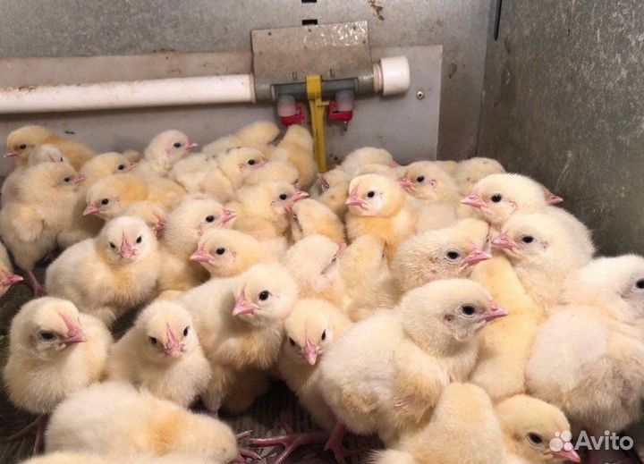 Цыплята бройлеры суточные подрощенные бройлера