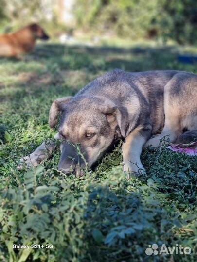 Собака в добрые руки