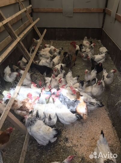 Домашние Цветные Петухи,Куры,Утки,Гуси,Кролики