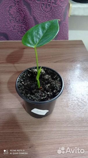 Антурим (красный, розовый, бел, черн, фиолетовый)