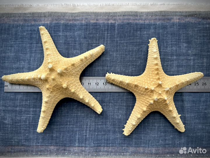 Ракушки морские