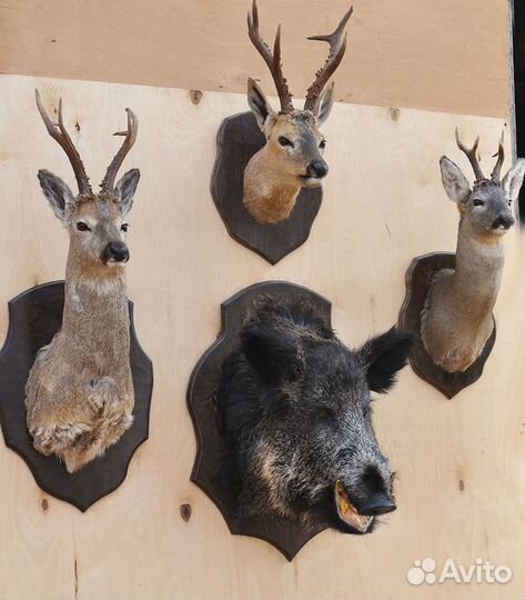 Чучела.делаю.продаю