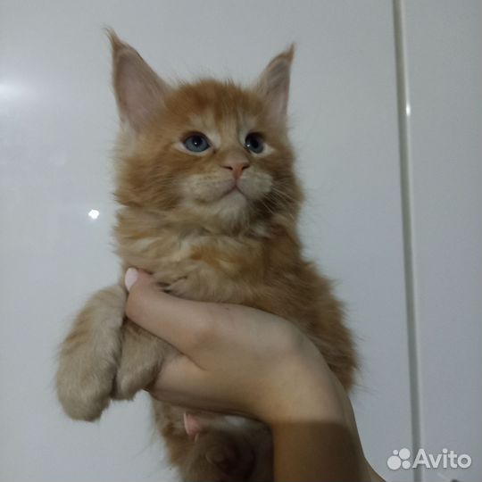 Котята мейн-кун