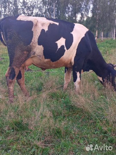 Корова дойная