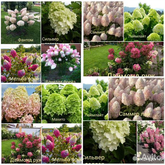 Саженцы гортензии метельч с з к с