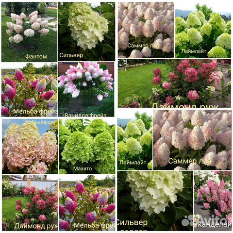 Саженцы гортензии метельч с з к с