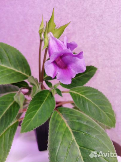 Глоксиния тидея фиолетовая