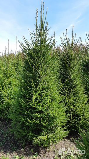 Ель голубая и зеленая