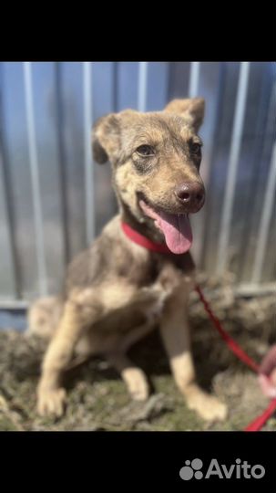 Собака (щенок) бесплатно