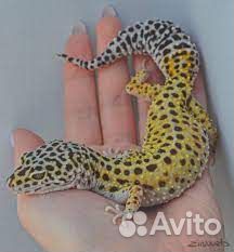 Геккон/эублефар