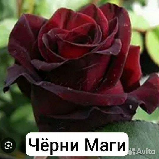 Розы рассада черешня абрикос саженцы