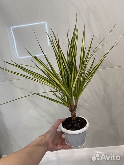 Драцена санрей