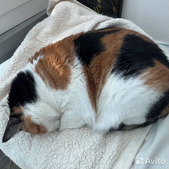 Передержка питомца