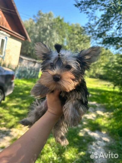 Йоркширский терьер