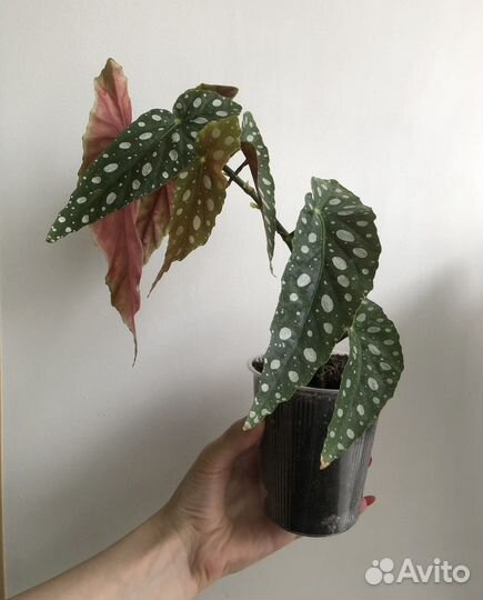 Бегония макулата